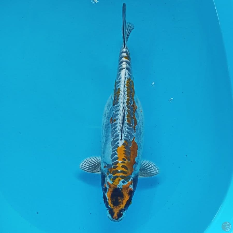 JUMBO KIKO 35CM HAMIL