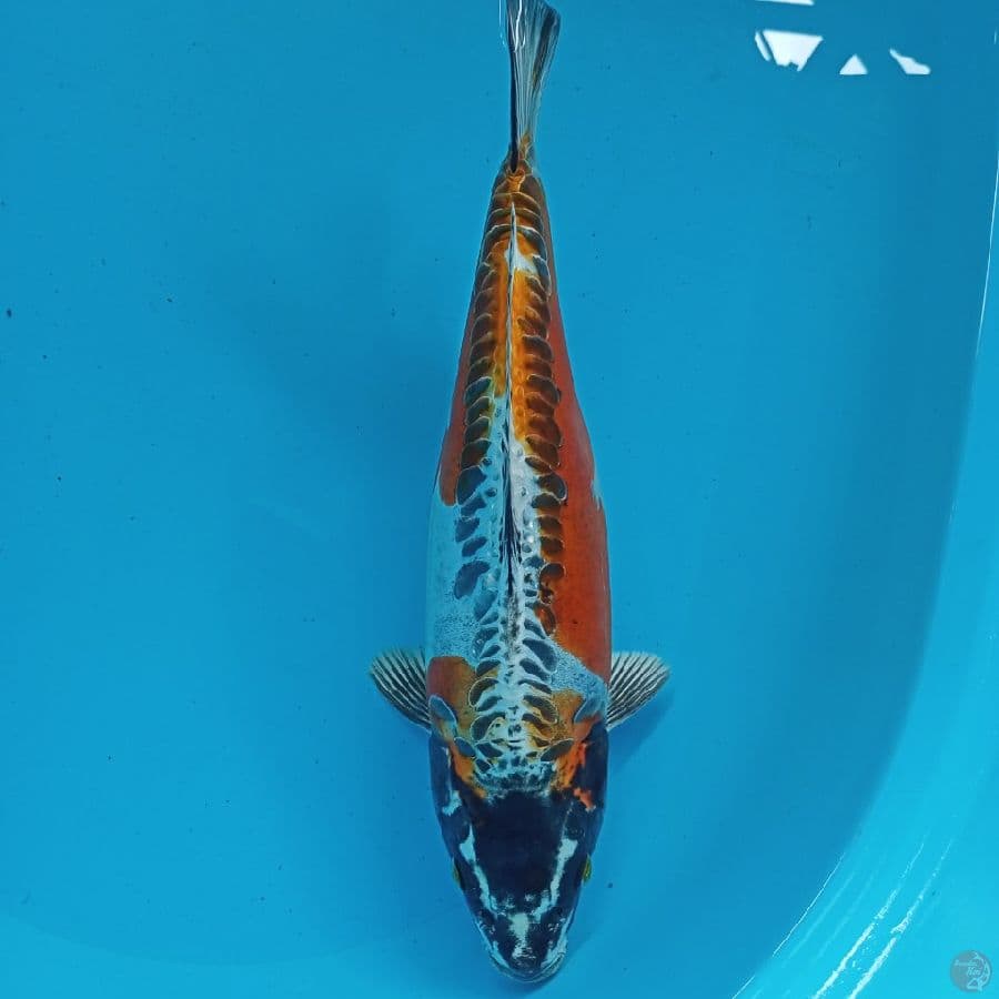 JUMBO KIKO 35CM