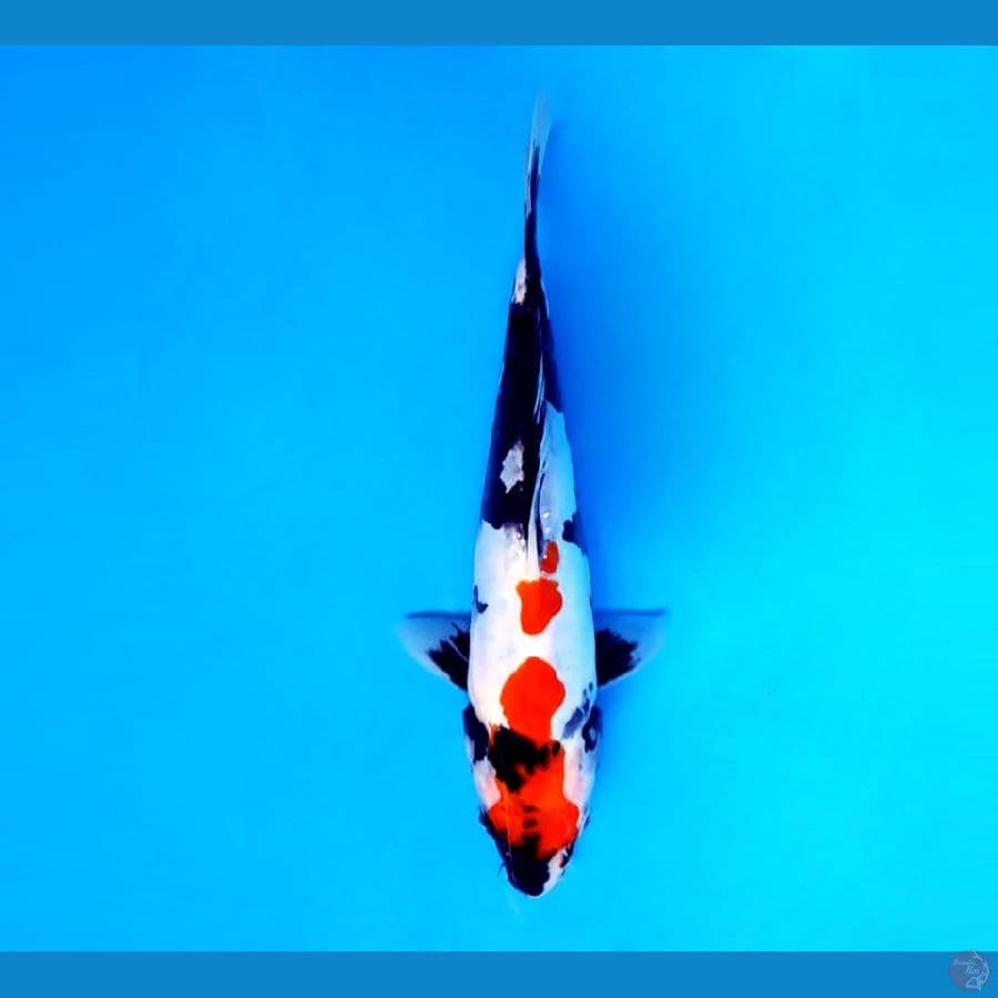 11.SHOWA 24 cm/male