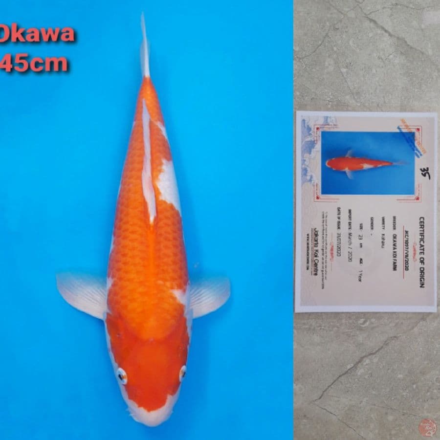 OKAWA KOHAKU 45CM