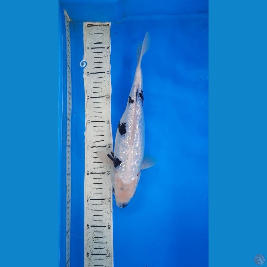 shiro ginrin 32cm