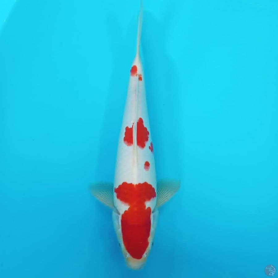 kohaku 3 step