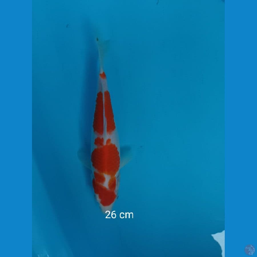 kohaku