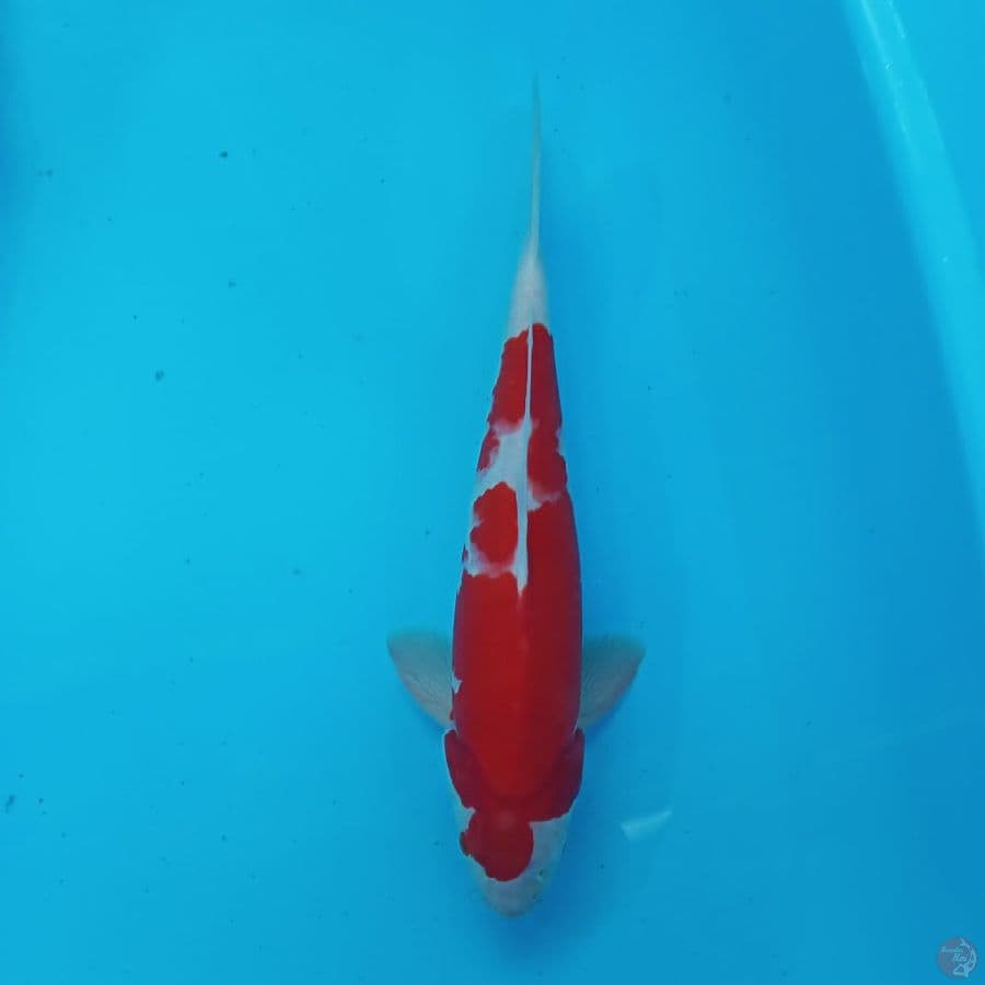 kohaku