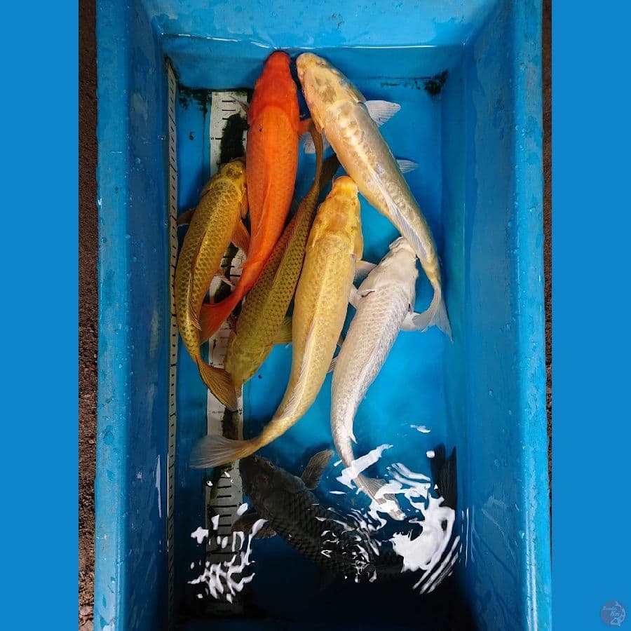 pket Penjinak Kolam 30-37 cm