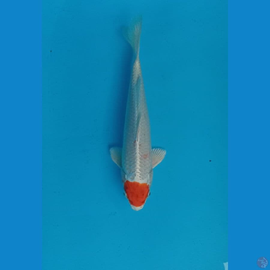 tanco kohaku hikari ori