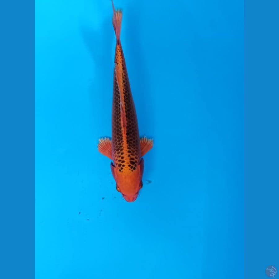 orange ogon