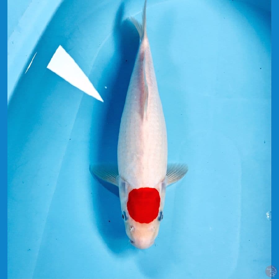 tancho kohaku, 35 cm