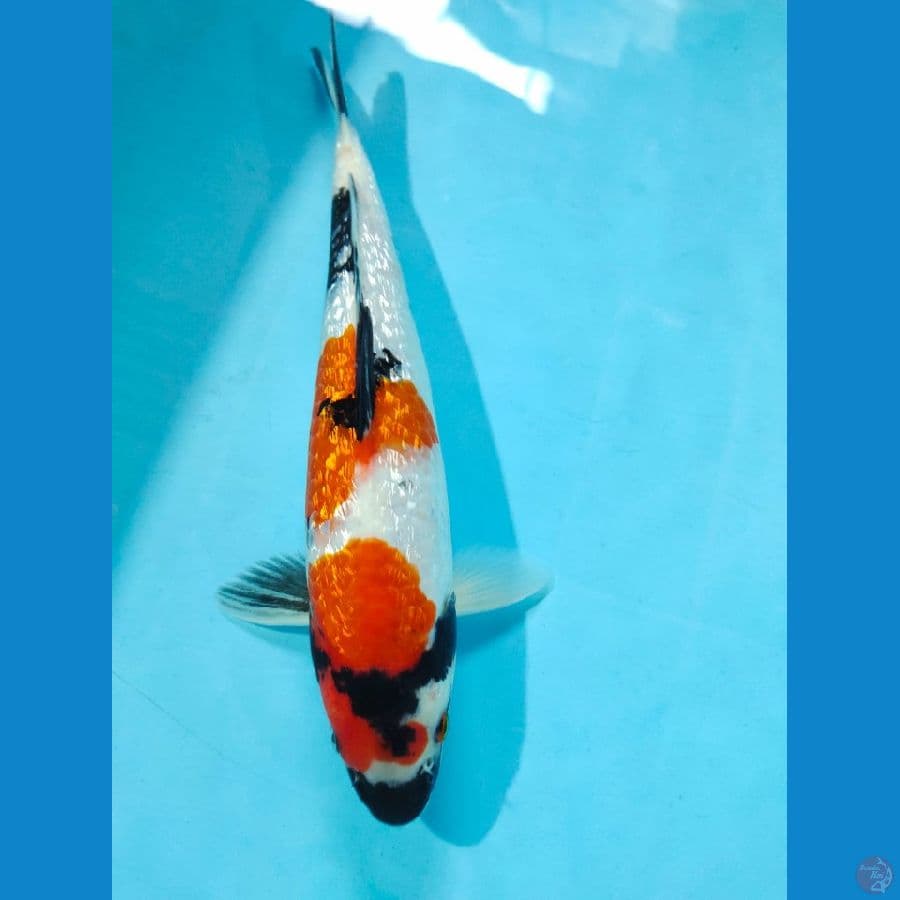 showa 29cm