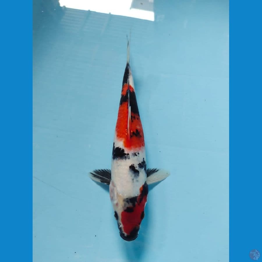 male kindai 28cm