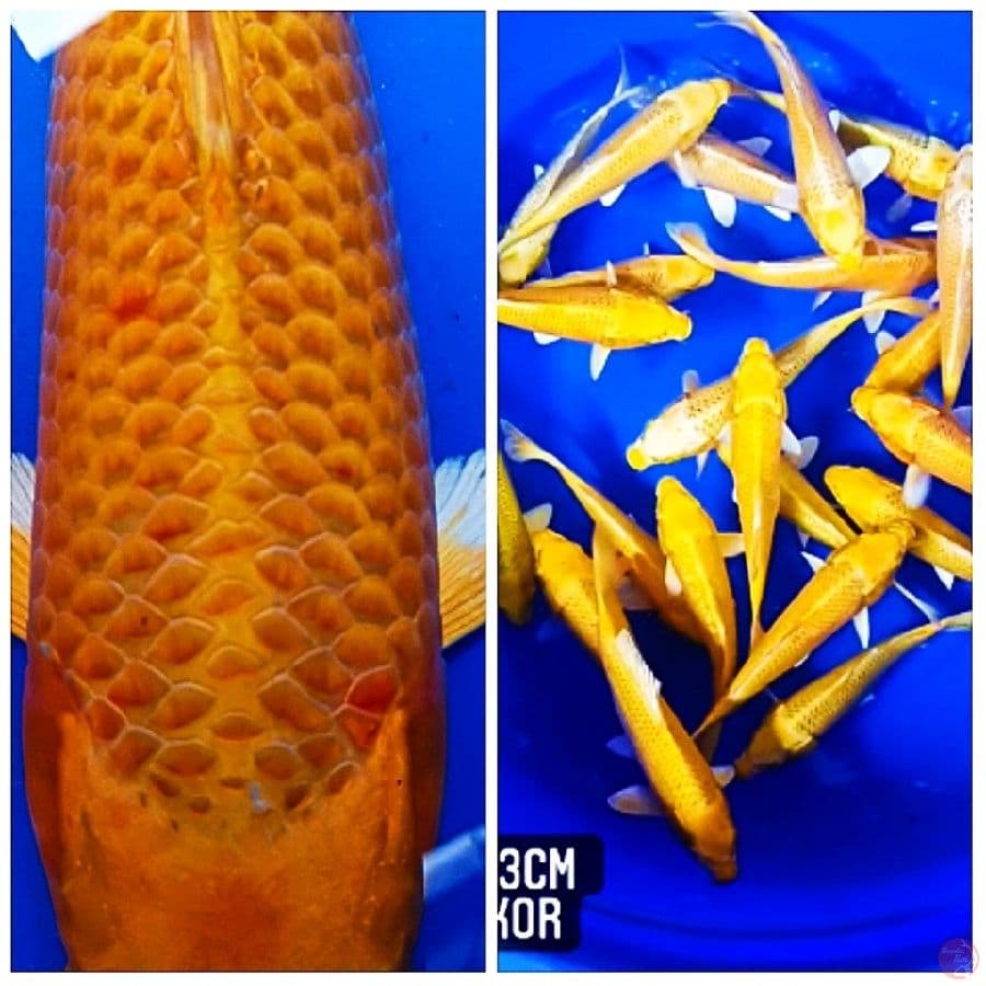 Kropyoke Golden Corn