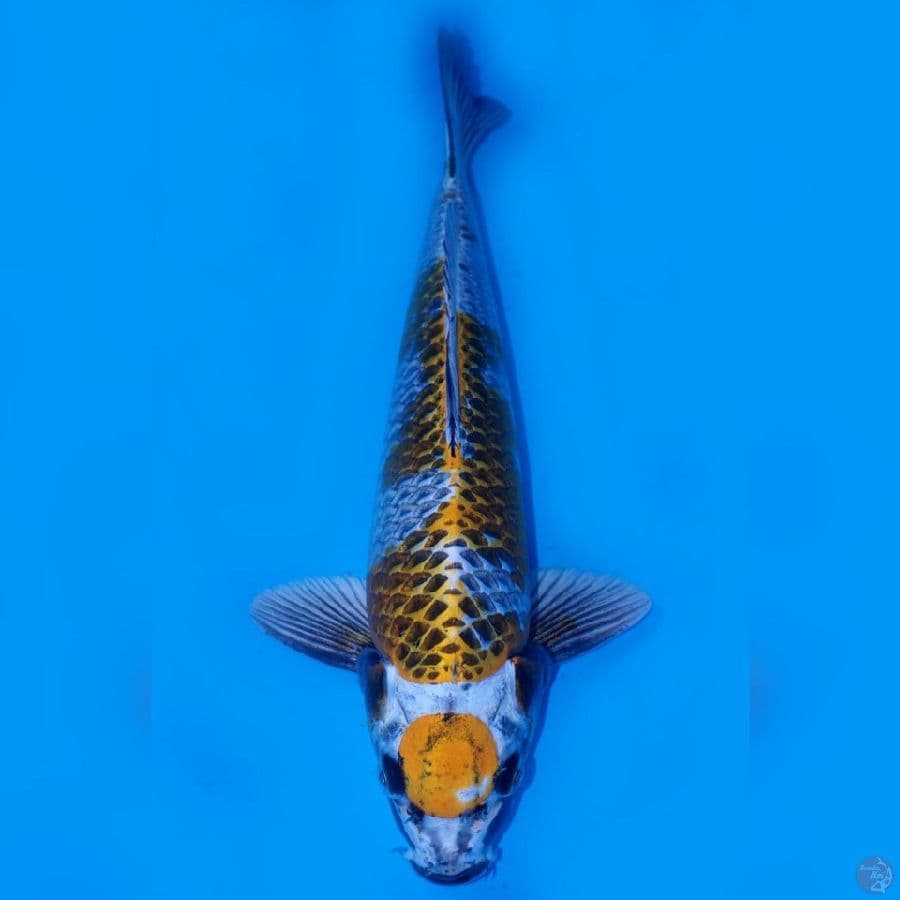 RAKHIM 1 ~ MARUTEN KOGANE OCHIBA 35CM MALE