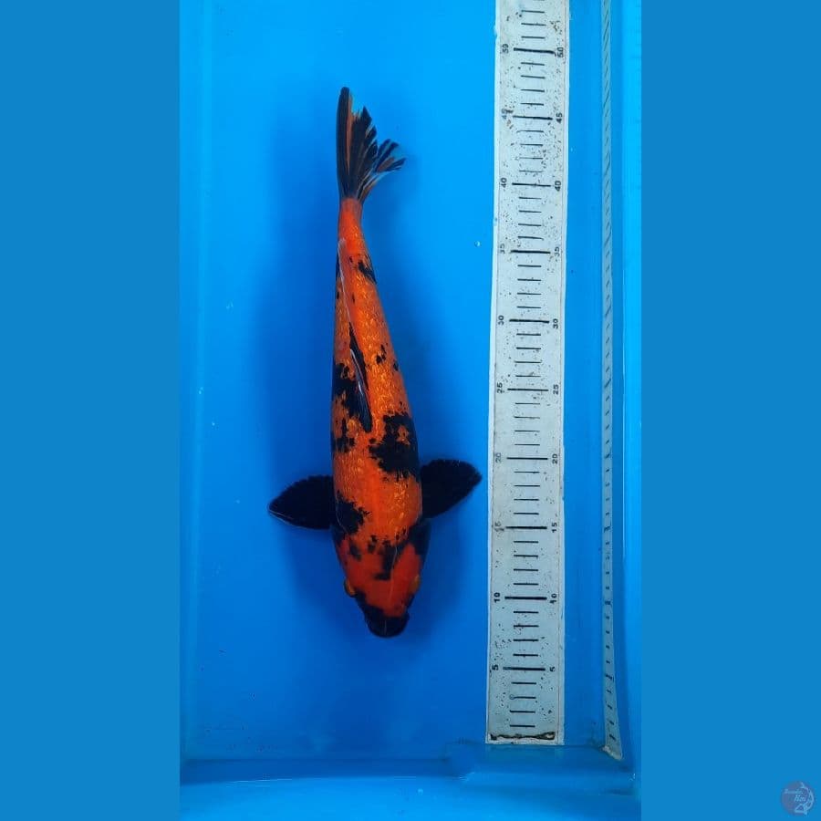 utsuri ginrin 36cm