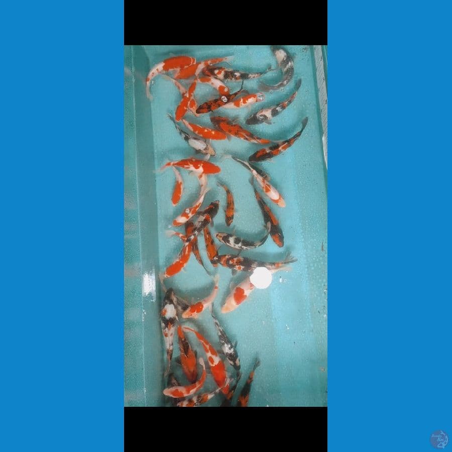 Paket mix 35ekor