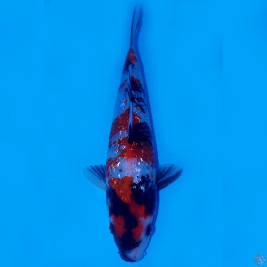 RAKHIM 2 ~ SHOWA GINRIN LUXURY 26CM MALE