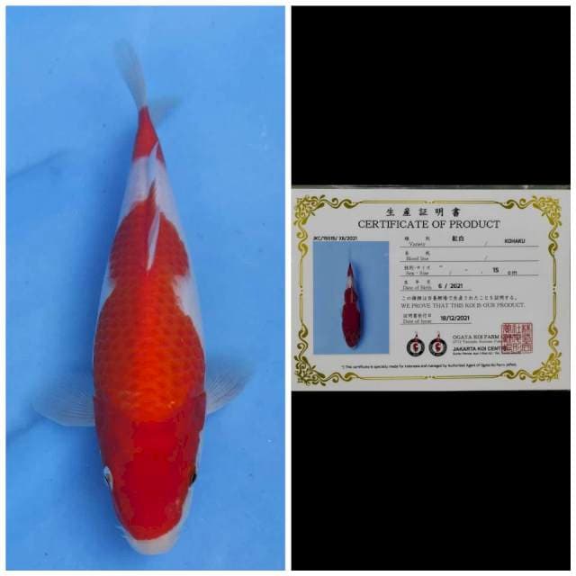 Ogata Kohaku