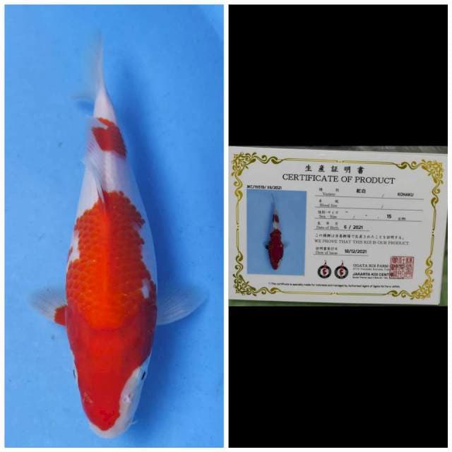 Ogata Kohaku