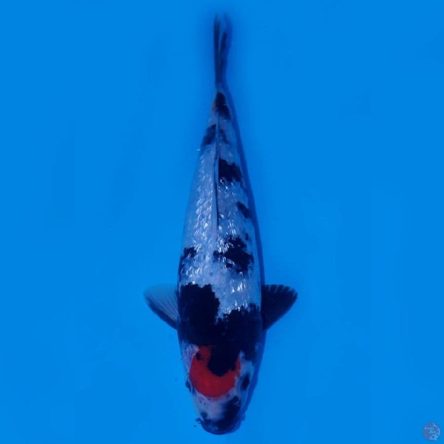 RAKHIM 6 ~ TANCHO SHOWA GINRIN LUXURY 26CM MALE