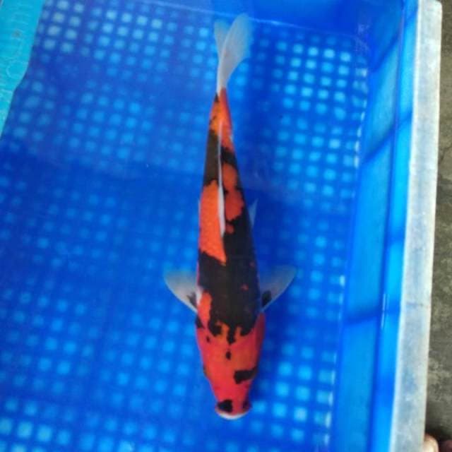 Showa jet black 35cm