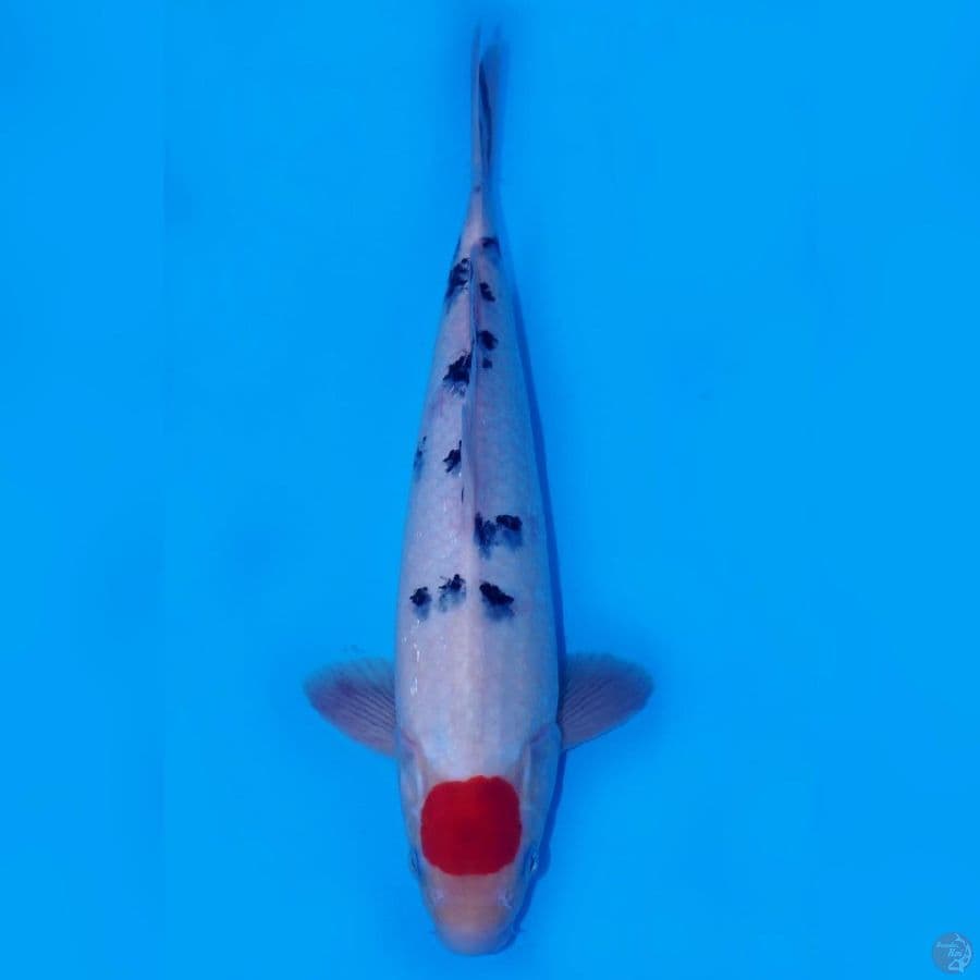 RAKHIM 8 ~ TANCHO SANKE STAR 35CM MALE