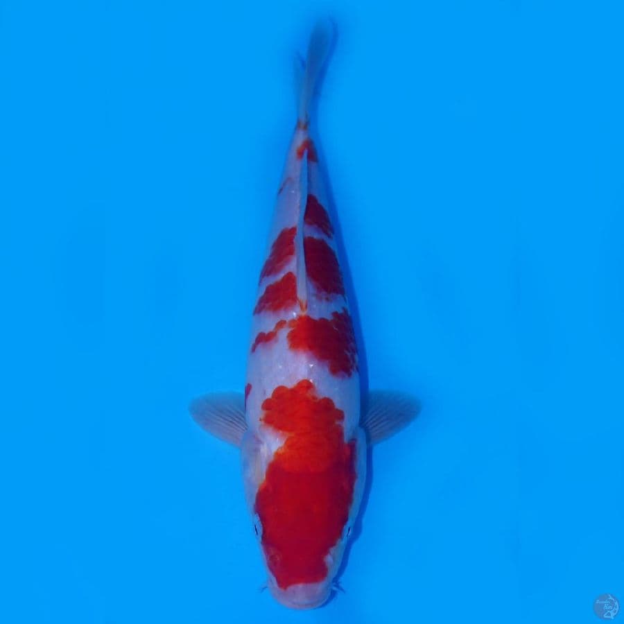RAKHIM 10 ~ KOHAKU SAKURA STAR 31CM MALE