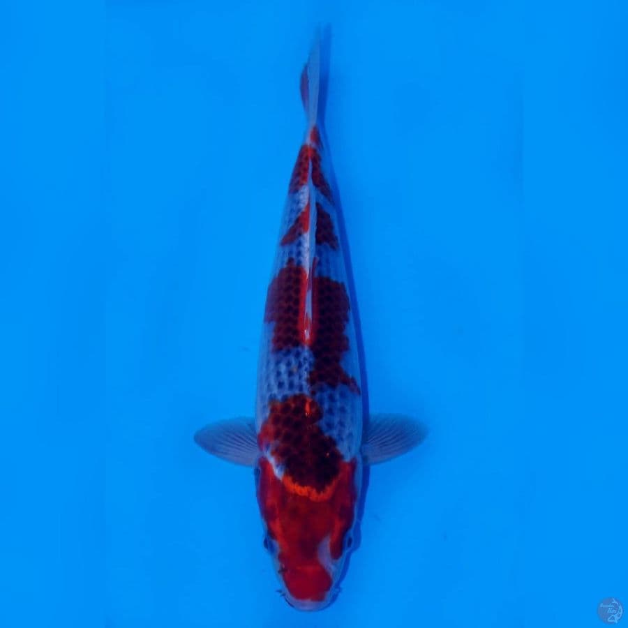 RAKHIM 11 ~ GOSHIKI YONDAN MASTERPIECE 30CM MALE