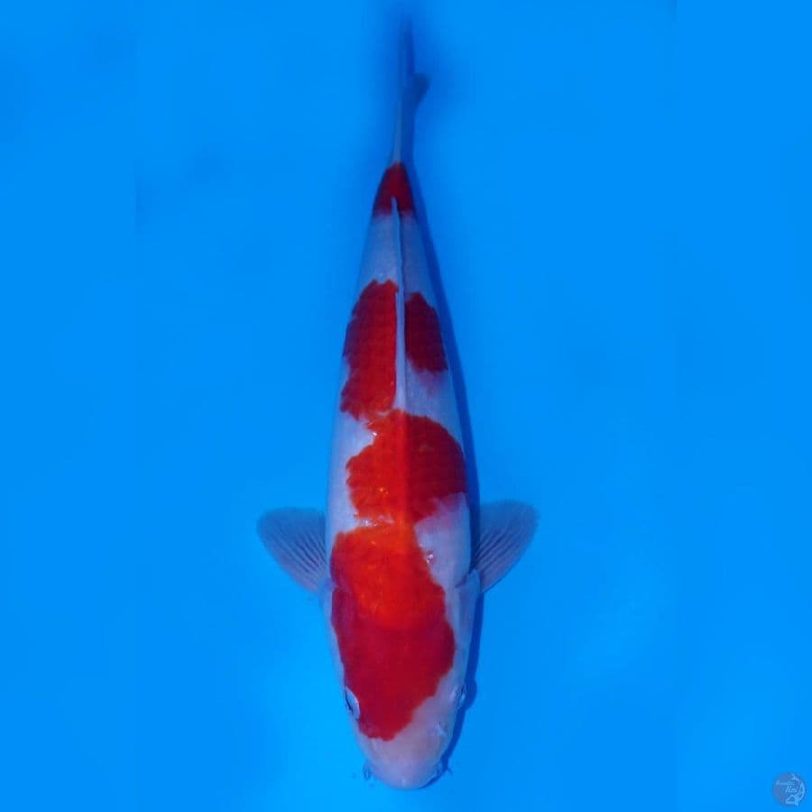 RAKHIM 12 ~ KOHAKU NIDAN STAR 35CM MALE
