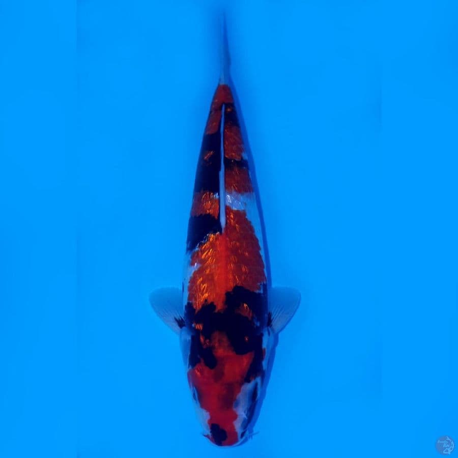 RAKHIM 13 ~ SHOWA GINRIN LUXURY 32CM