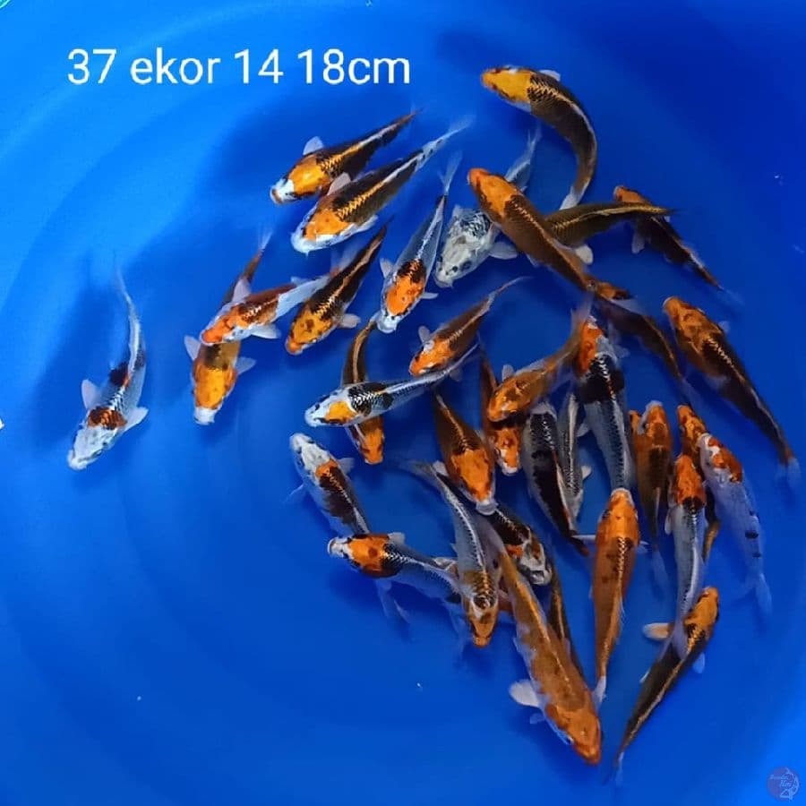 paket 37 ekor 14 18cm