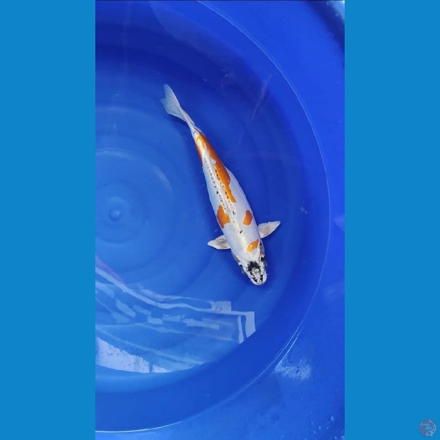 kiko