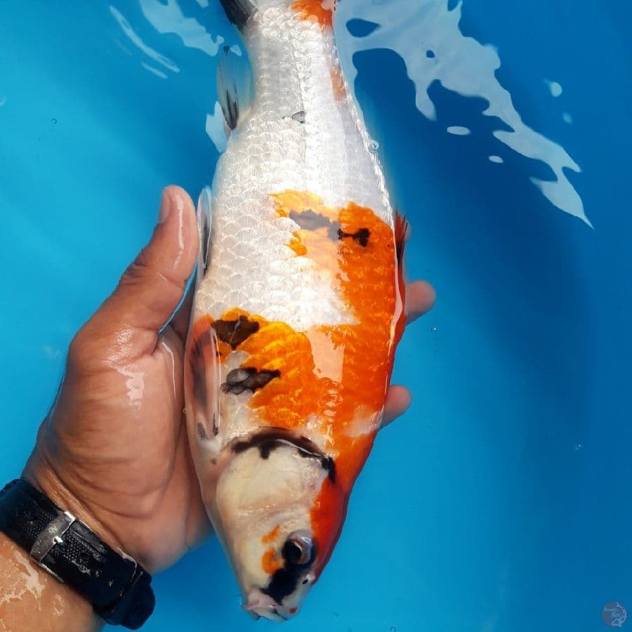 Showa Ginrin Bulky Punuk Super 28cm
