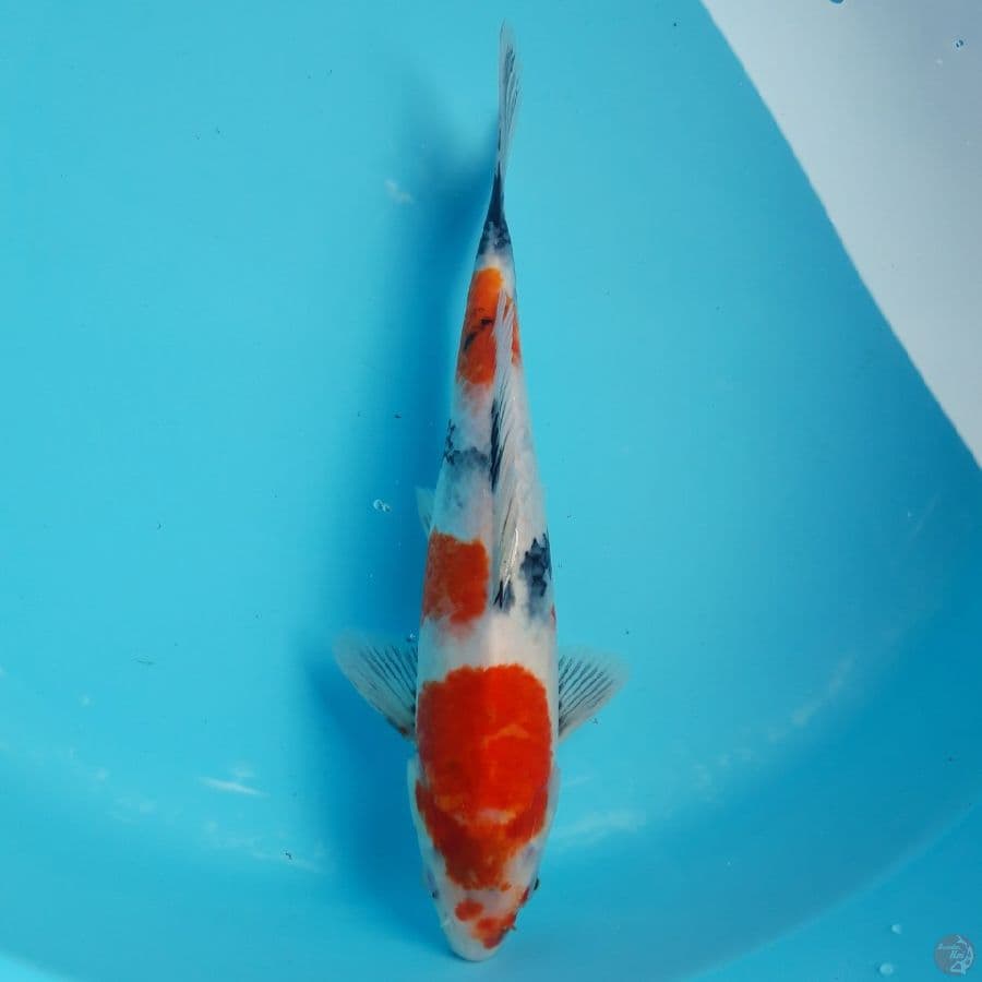Showa Tategoi 29cm