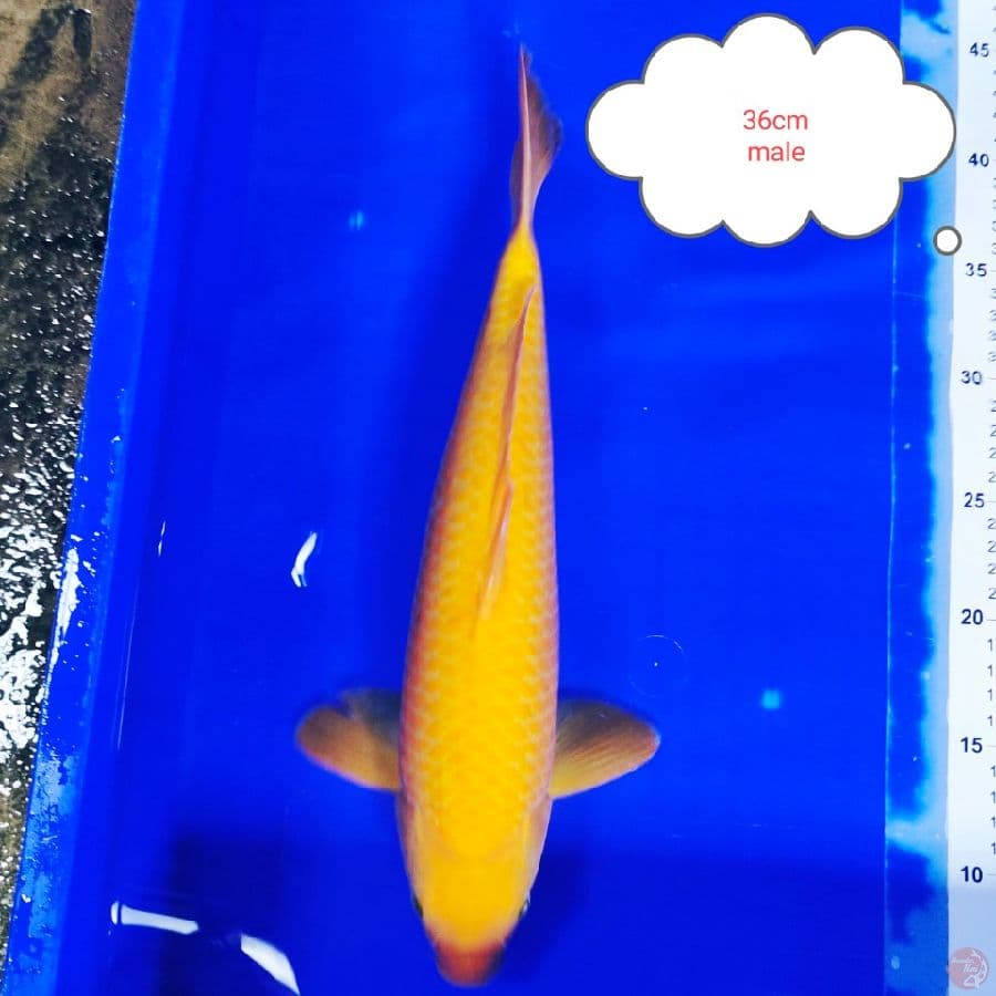 karashi nanas