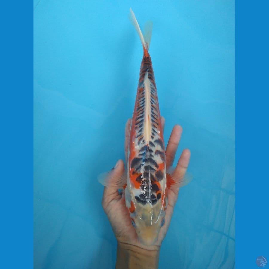 SHUSUI MALE 33cm