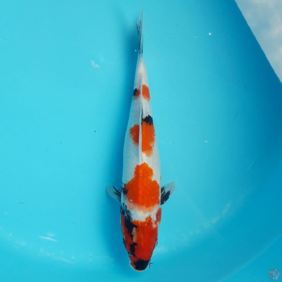 Showa 29cm