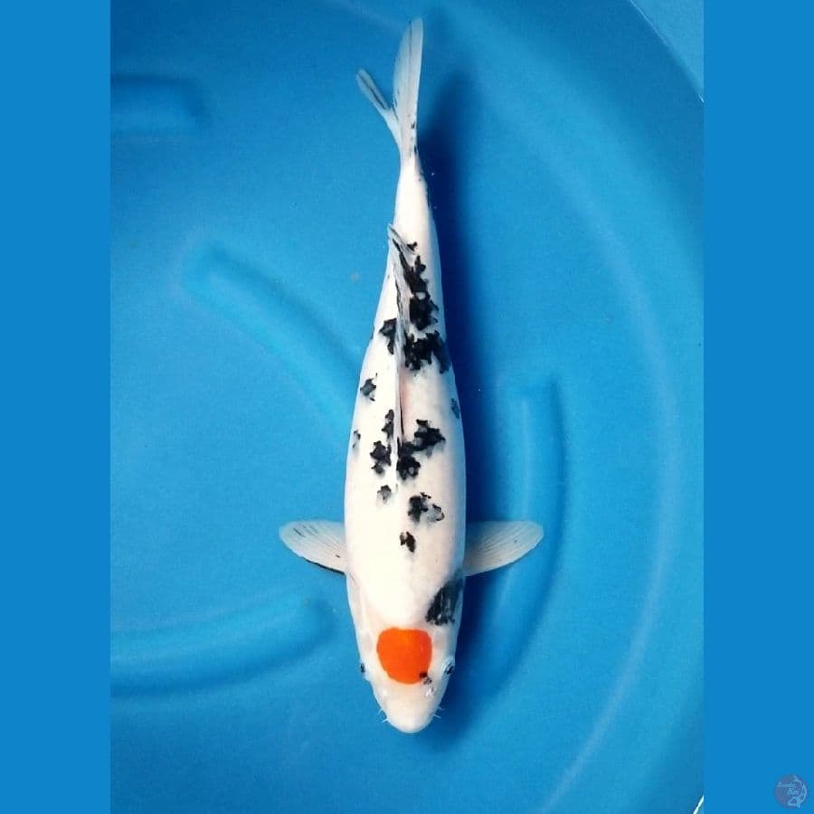 TC SANKE 43 CM F
