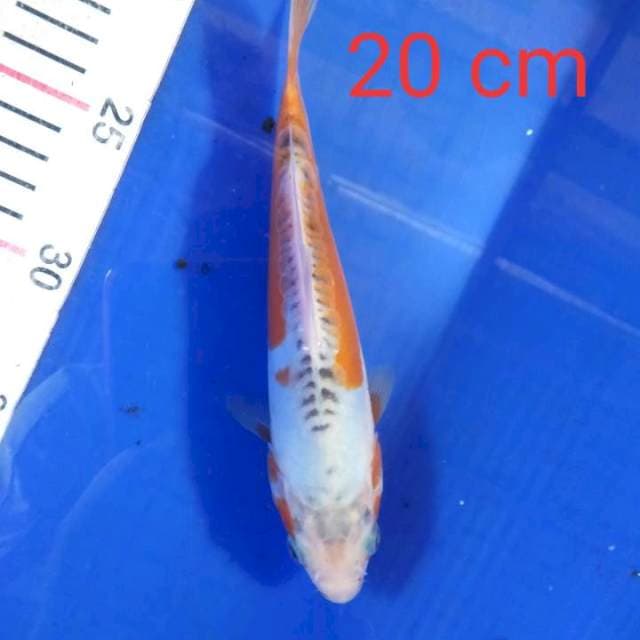 Shusui 20 cm