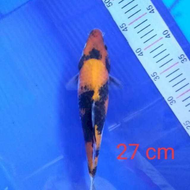 Showa 27 cm