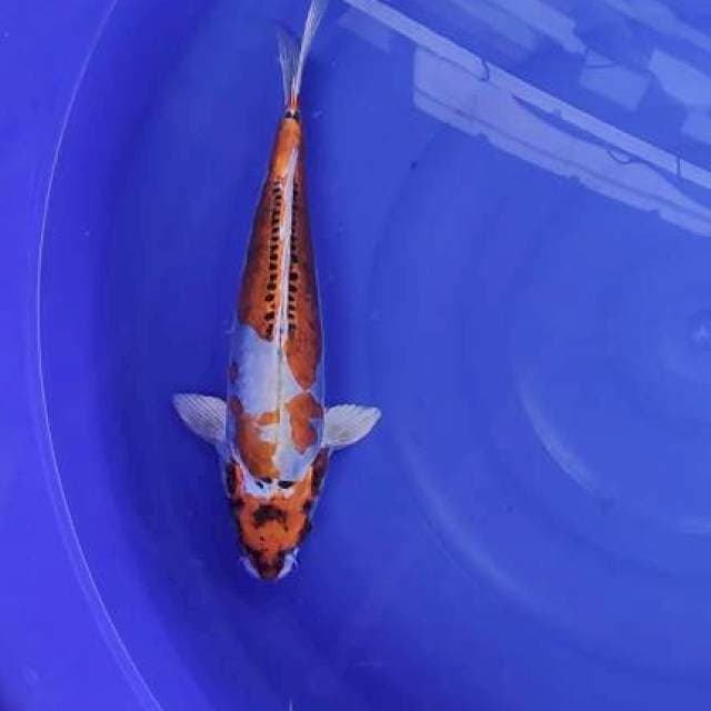 Kiko 31cm