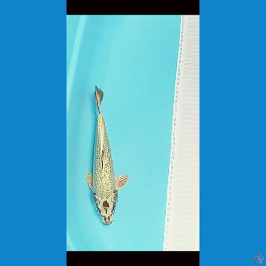 BLINK BLINK