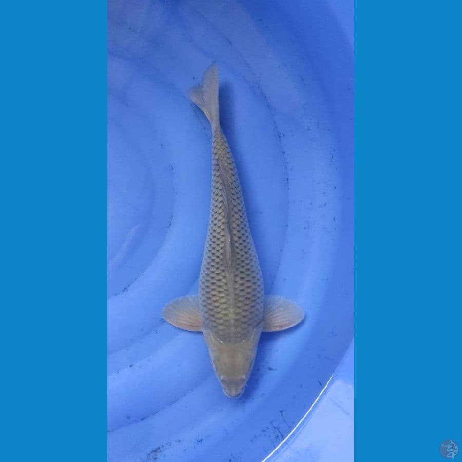 Soragoi ShortBody 36cm Male