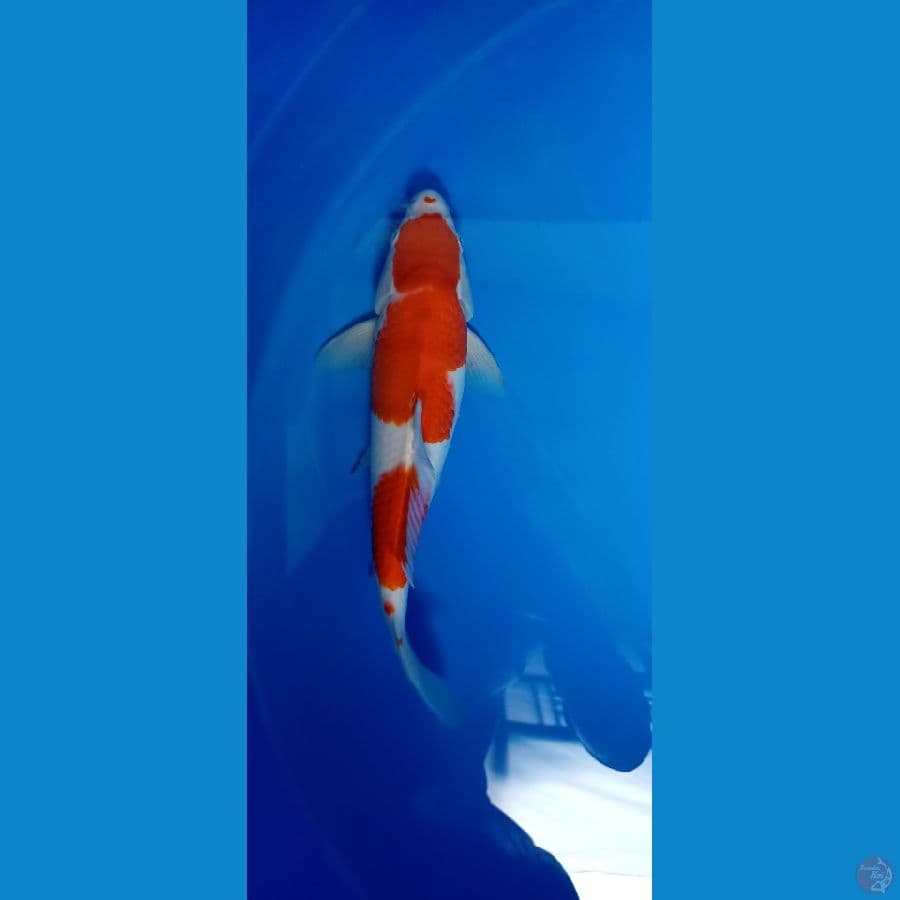 kohaku 31 cm male