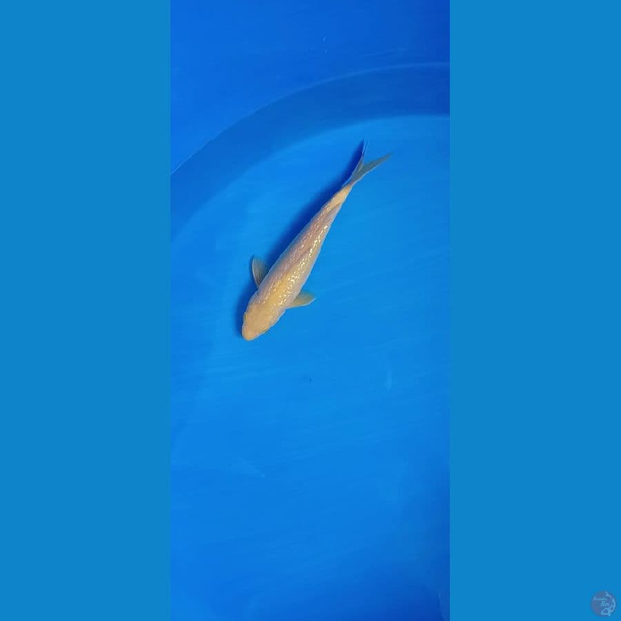 kasasi ginrin 28 cm