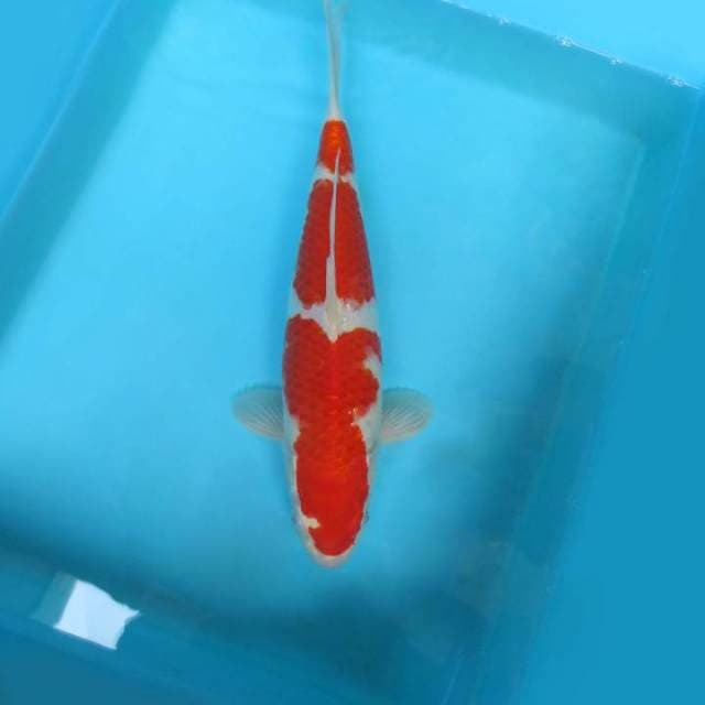 KOHAKU 3 STEPS,-