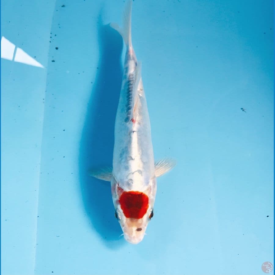 tancho kiko, 20 cm