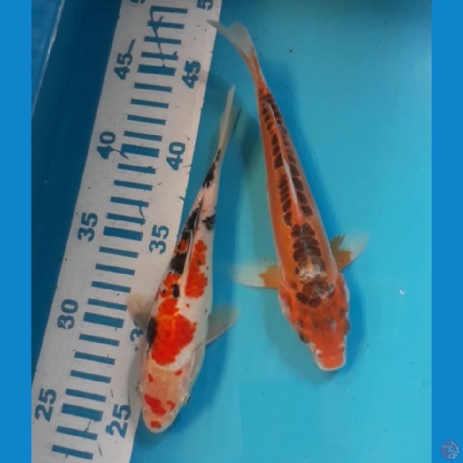 2 ekor 20 cm