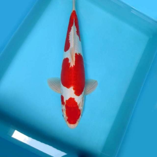 KOHAKU 3 STEPS DOITSU