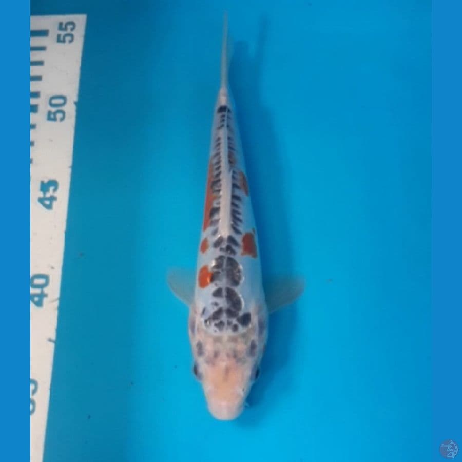Shusui 20 cm