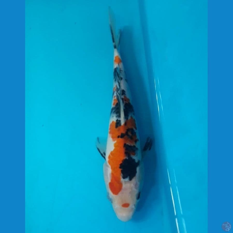 Sanke 20 cm