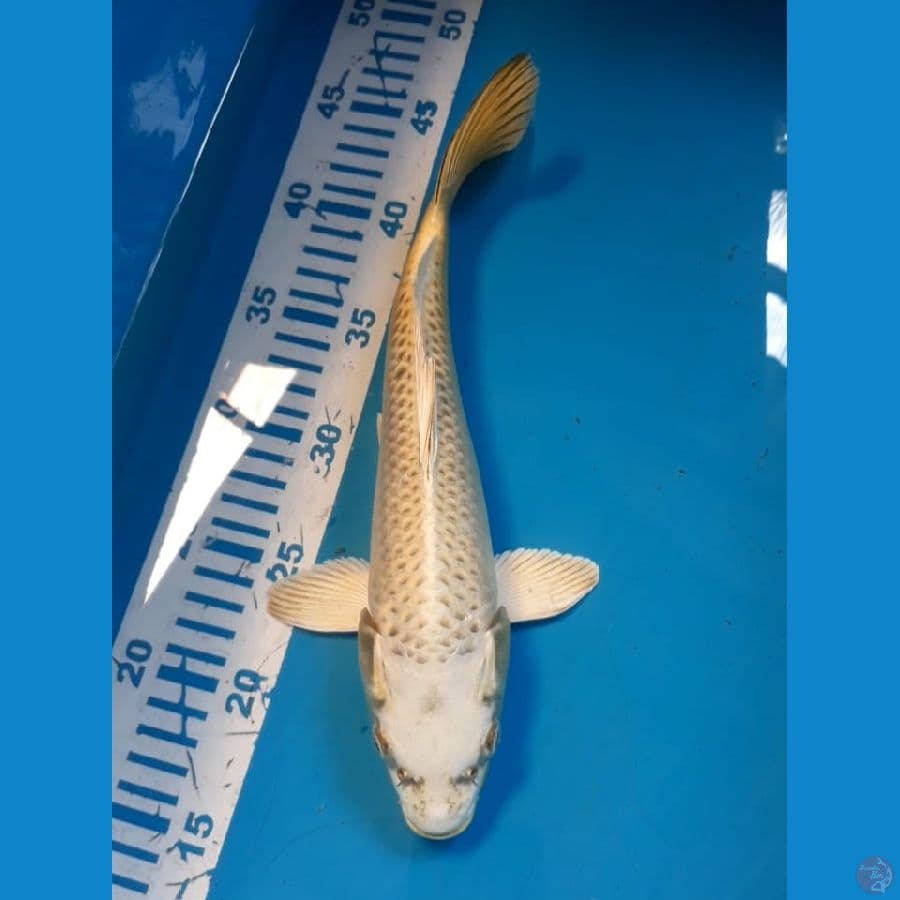 Mukasi 29 cm
